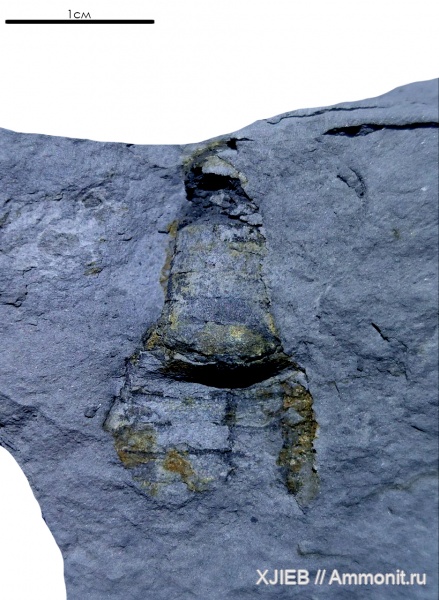 моллюски, карбон, палеозой, нижний карбон, Orthocerida, серпуховский ярус, Томск