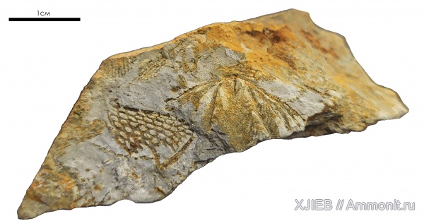 брахиоподы, карбон, палеозой, Spiriferina, Spiriferida, визейский ярус, Томск, Spiriferina octoplicata