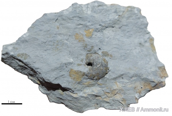 карбон, палеозой, Goniatitida, серпуховский ярус, гониатиты, Goniatites, Томск