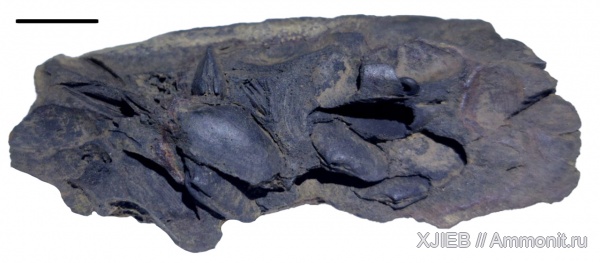 карбон, палеозой, двустворчатые моллюски, башкирский ярус, пелециподы, Astartella, Томск