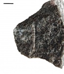Tentaculites scalaris (Schlotheim)