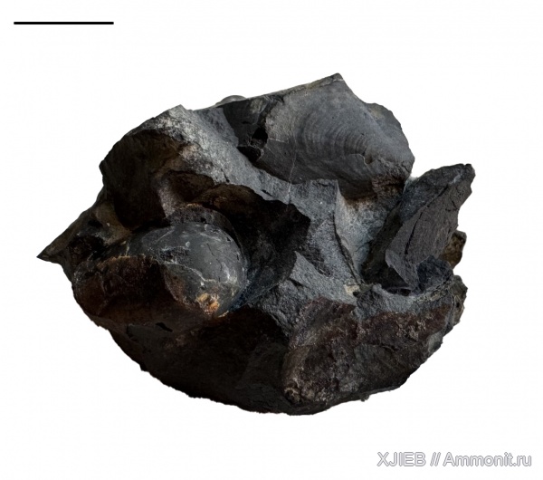 карбон, палеозой, двустворчатые моллюски, башкирский ярус, Orthoceratoidea, пелециподы, Томск, posidonomya