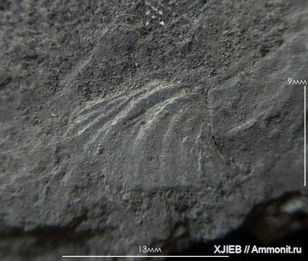 брахиоподы, карбон, палеозой, Spiriferina, Spiriferida, визейский ярус, Томск, Spiriferina octoplicata