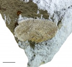 Schuchertella tomskiensis Jan. Schuchertella tomskiensis Jan.