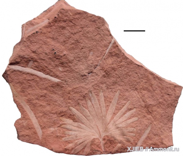 юра, мел, растения, мезозой, гинкговые, забайкальский край, Ginkgoites, Ginkgoites sibirica