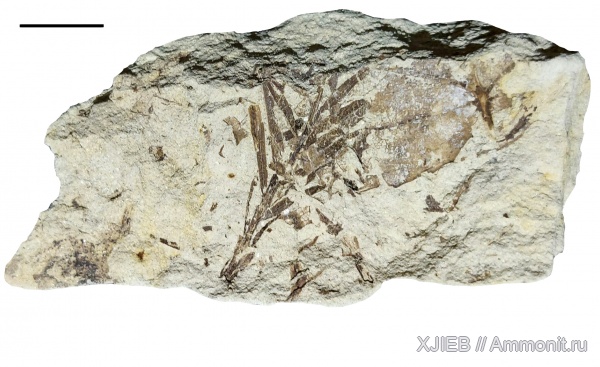 палеоген, олигоцен, кайнозой, Taxodium, Томск, Taxodium distichum miocaenum