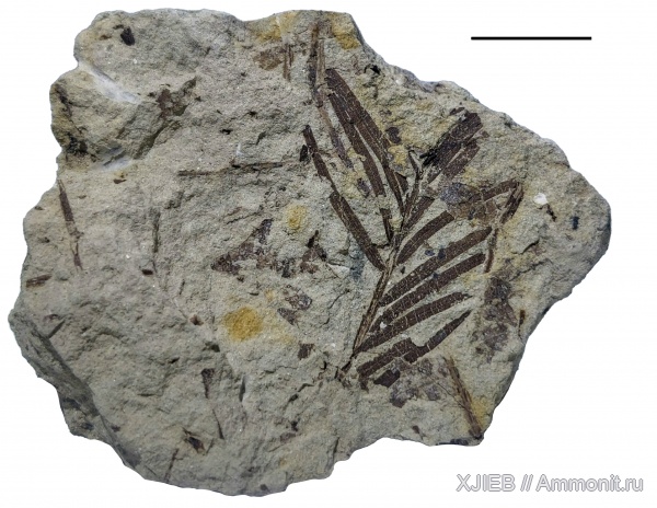 палеоген, олигоцен, кайнозой, Taxodium, Томск, Taxodium distichum miocaenum