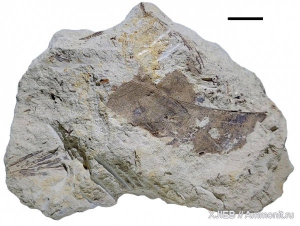 палеоген, олигоцен, Флора, кайнозой, покрытосеменные, хвойные, Taxodium, Juglandaceae, листья, Томск, juglans