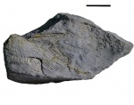 Parallelodon cf. sibirica Jan.