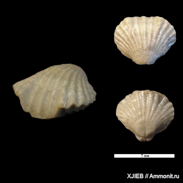 брахиоподы, силур, палеозой, Camarotoechia, Rhynchonellida, Калининградская область, camarotoechia nucula