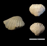 Camarotoechia nucula Sow.