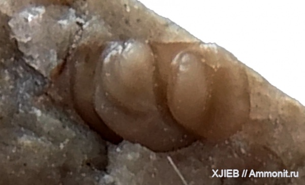 силур, палеозой, ракообразные, остракоды, Калининградская область