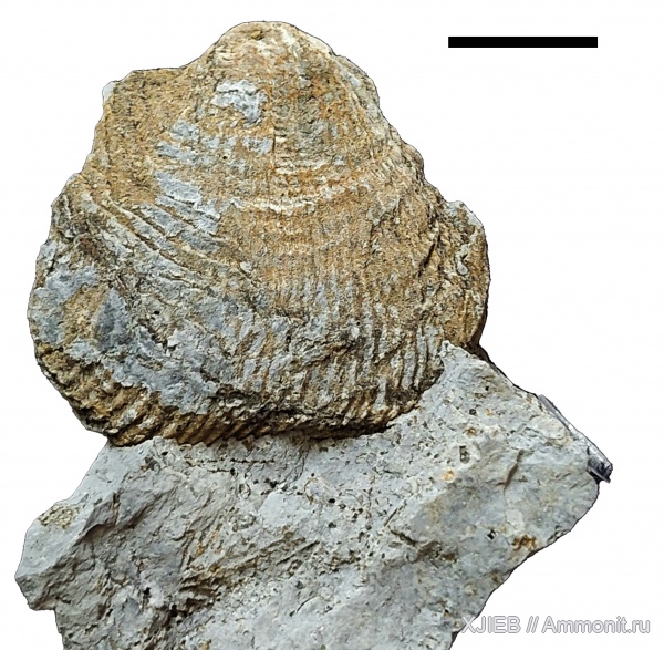 брахиоподы, карбон, палеозой, Productida, Dictyoclostus, Productus semireticulatus, визейский ярус, Томск, Dictyoclostus semireticulatus