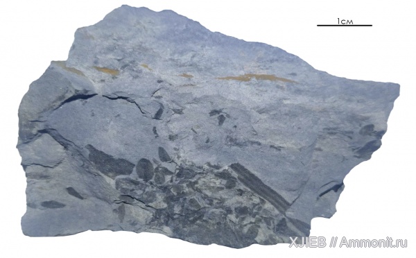 карбон, палеозой, птеридоспермы, серпуховский ярус, Семенные папоротники, Томск, angaropteridium