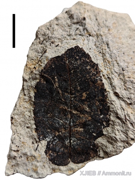 палеоген, олигоцен, Флора, кайнозой, покрытосеменные, Западная Сибирь, листья, Томск, carpinus, Betulaceae