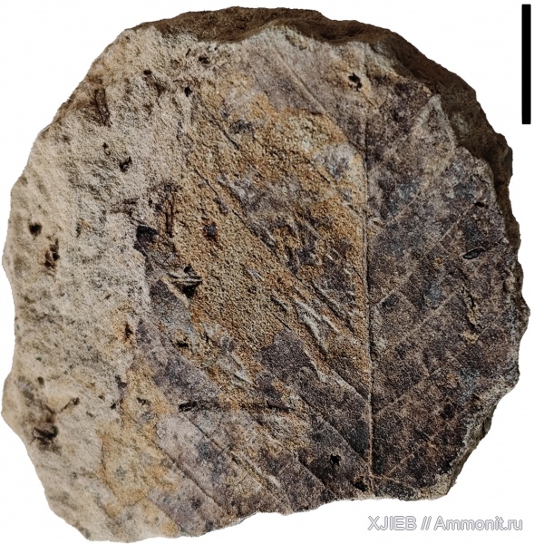 палеоген, олигоцен, Флора, кайнозой, покрытосеменные, Западная Сибирь, листья, Томск, Betulaceae, Alnus