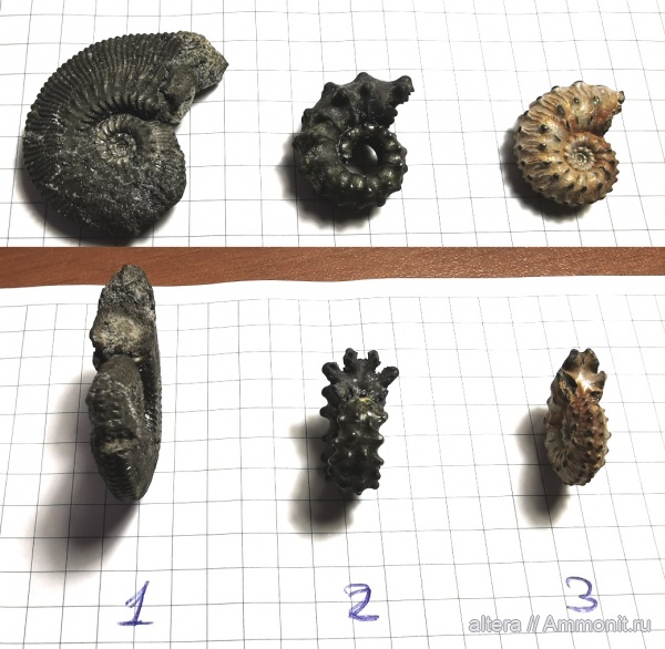 аммониты, Kosmoceras