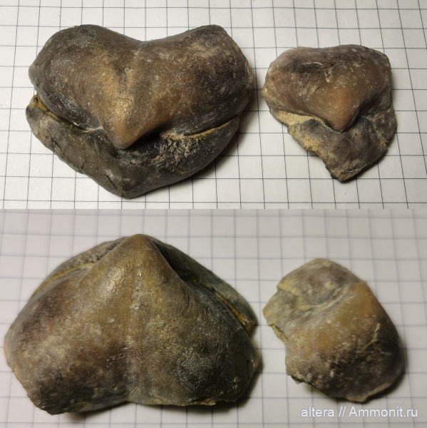 Camerisma pyramidata, Гжель 55 км, Camerisma