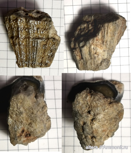 Chaetetes, Варавинский овраг