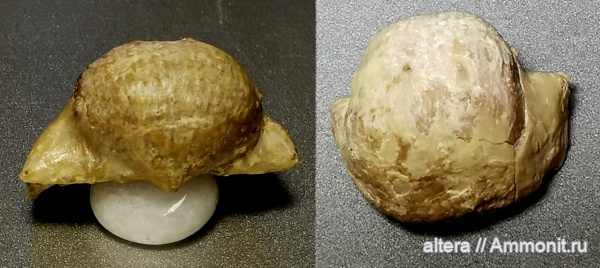 Productida, Kozlowskia borealis