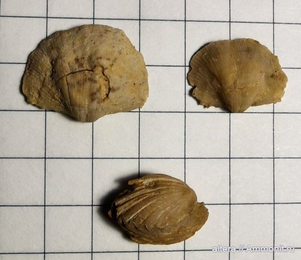 Hustedia, Chonetinella uralica, Chonetinella