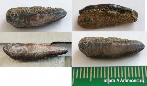 хрящевые рыбы, сеноман, зубы акул, Acrodus