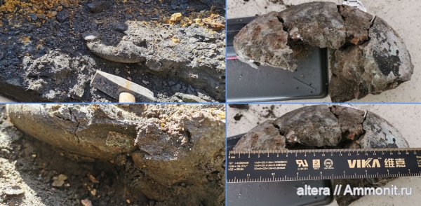 Еганово, Craspedites