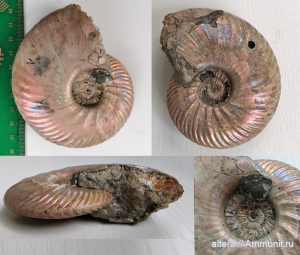 Quenstedtoceras, Quenstedtoceras lamberti