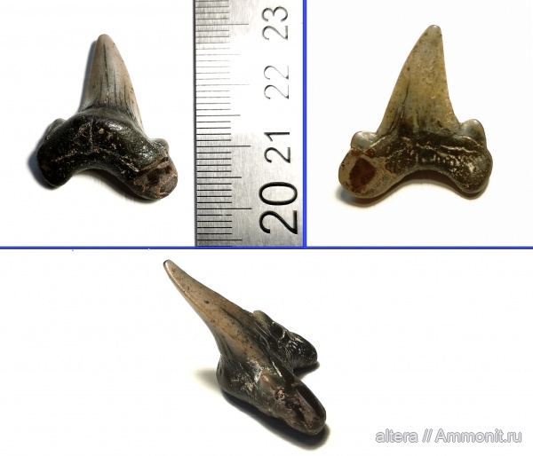 сеноман, зубы акул, Dwardius