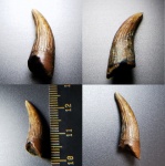 Летний плезиозаврик из Тамбовской