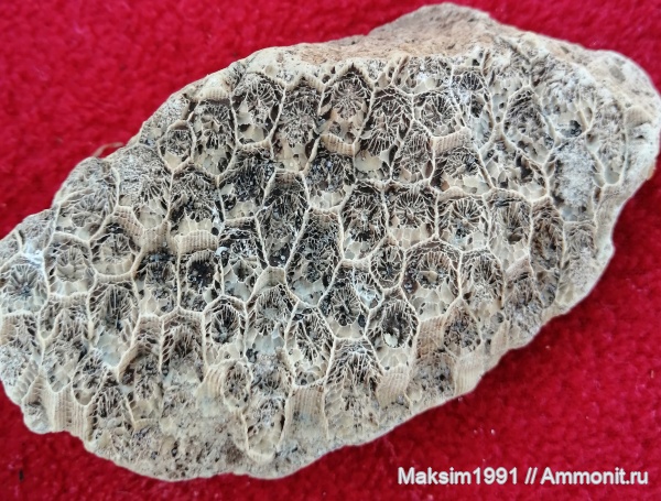 карбон, колониальные кораллы