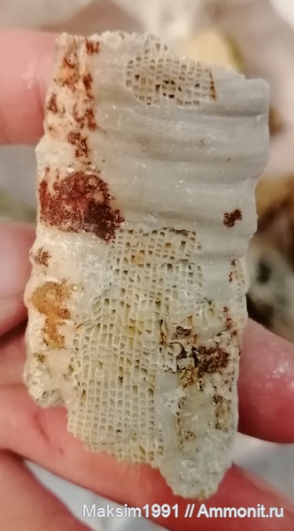 карбон, ругозы