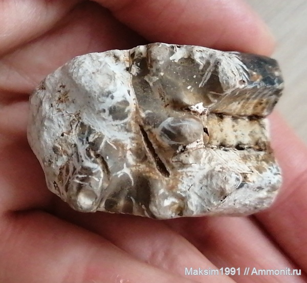 аммониты, юра