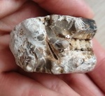 Возможно, кусочек аммонита