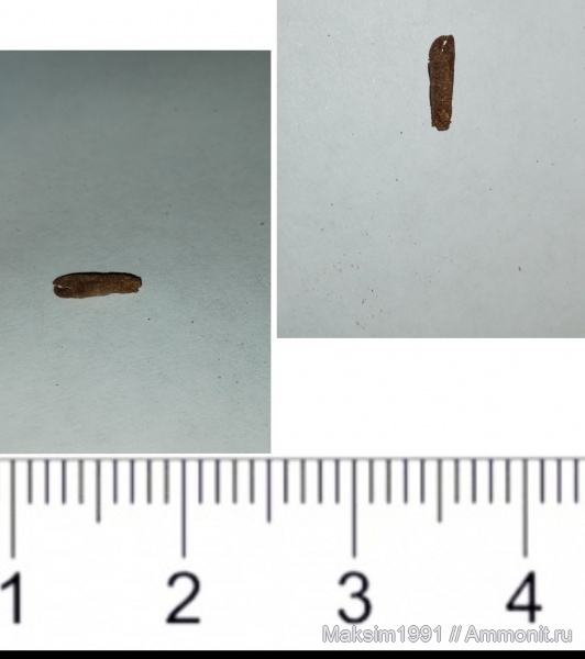 ракообразные