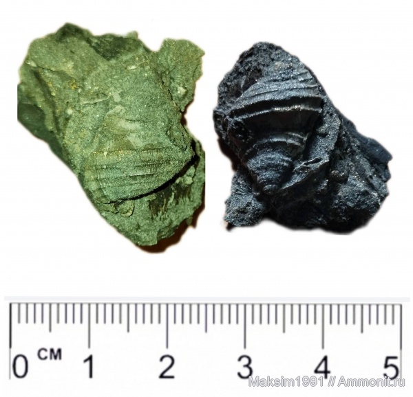 моллюски, окаменевшее дерево