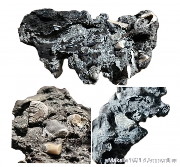 белемниты, окаменевшее дерево