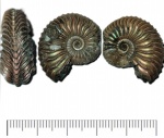 Аммонит, Cardioceras quadrarium Аммонит, Cardioceras quadrarium