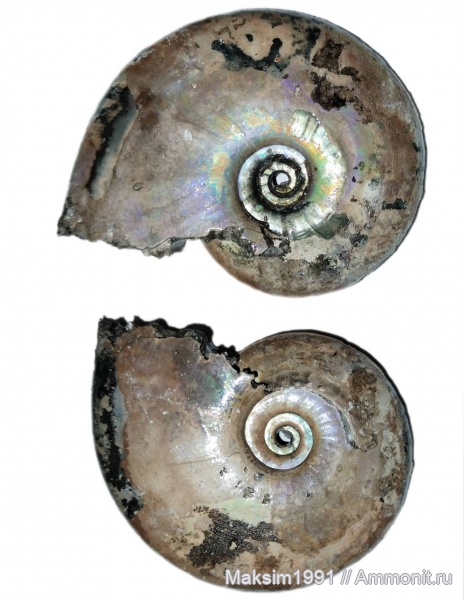 аммониты, Sublunuloceras