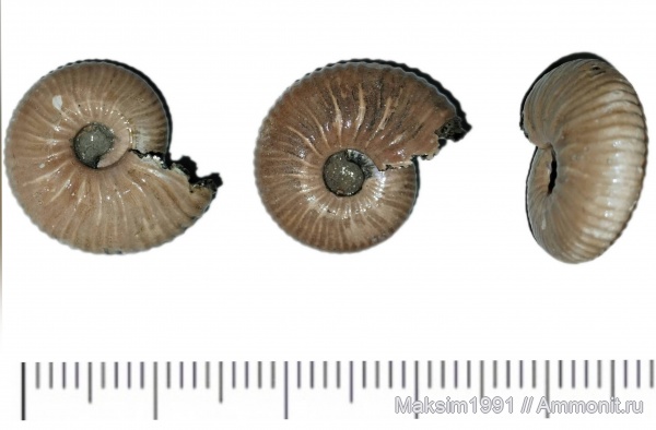 аммониты, Funiferites, Eichwaldiceras