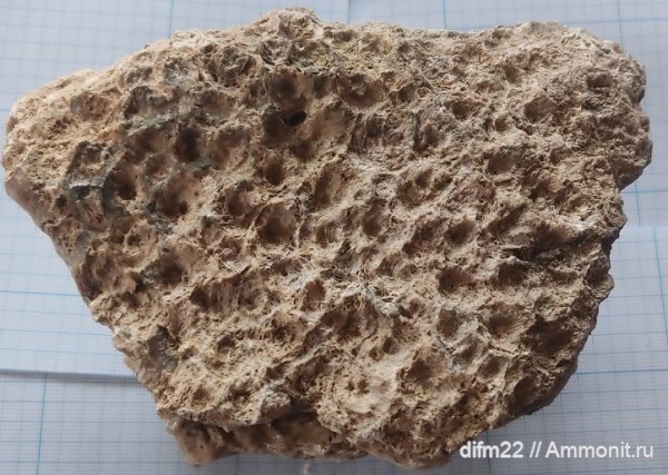 карбон, палеозой, подольский горизонт, средний карбон, московский ярус