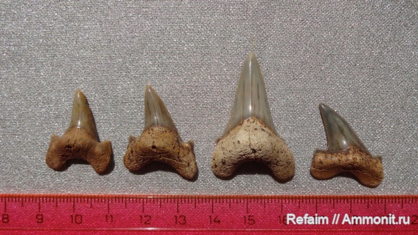 рыбы, хрящевые