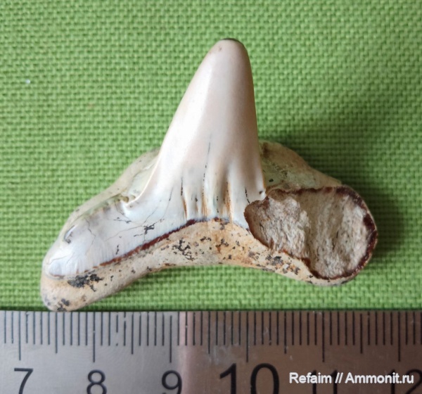 рыбы, акулы