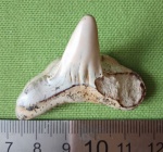 Побит, но не сломлен