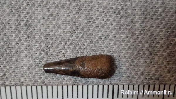 рептилии, птерозавры