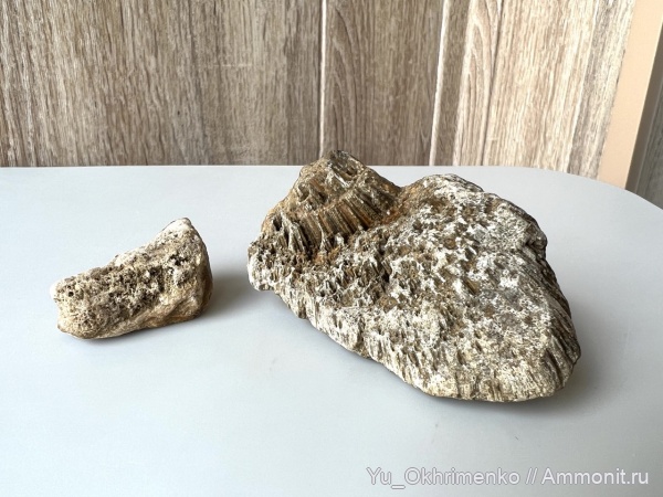 беспозвоночные