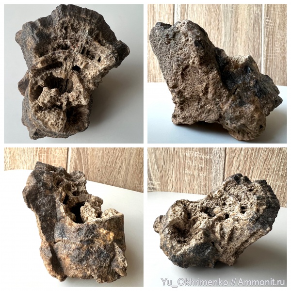 беспозвоночные