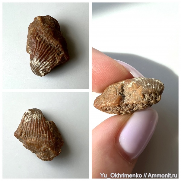 брахиоподы, карбон