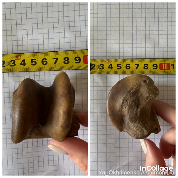 млекопитающие, плейстоцен