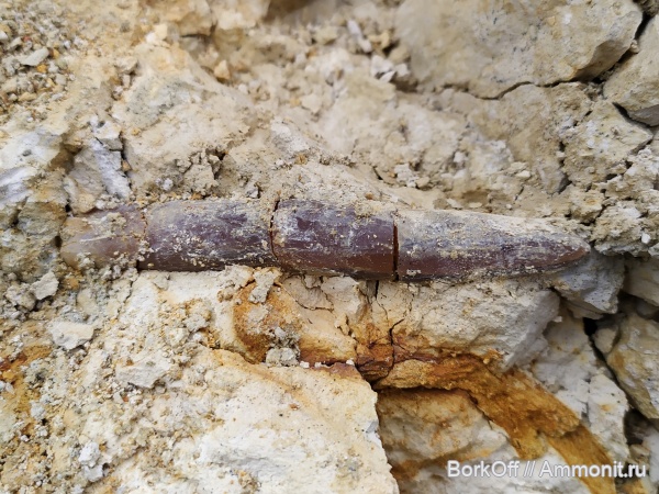 белемниты, мел, ростры, Гродно